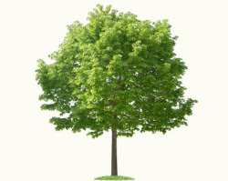 Beech