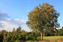 Mountain Ash